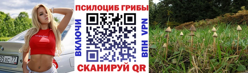 Галлюциногенные грибы Psilocybe  Нестеровская 